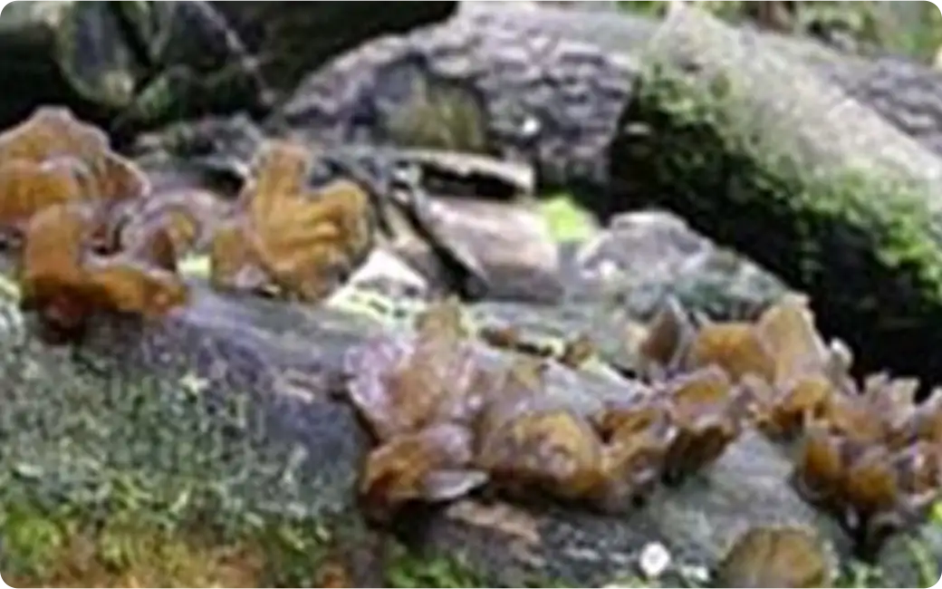 キクラゲ