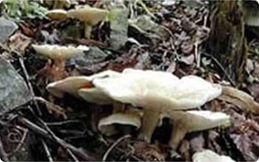 オオイチョウタケ