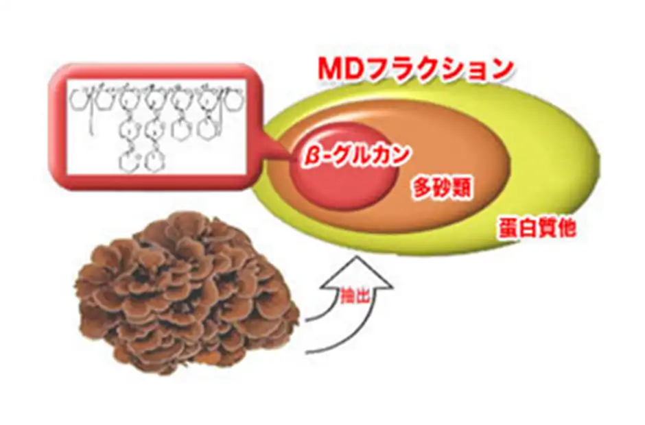 「MDフラクション」とは